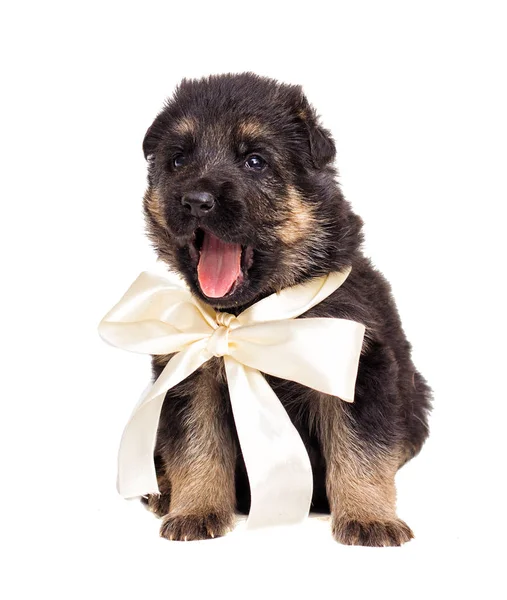 izole küçük Alman çoban köpek yavrusu