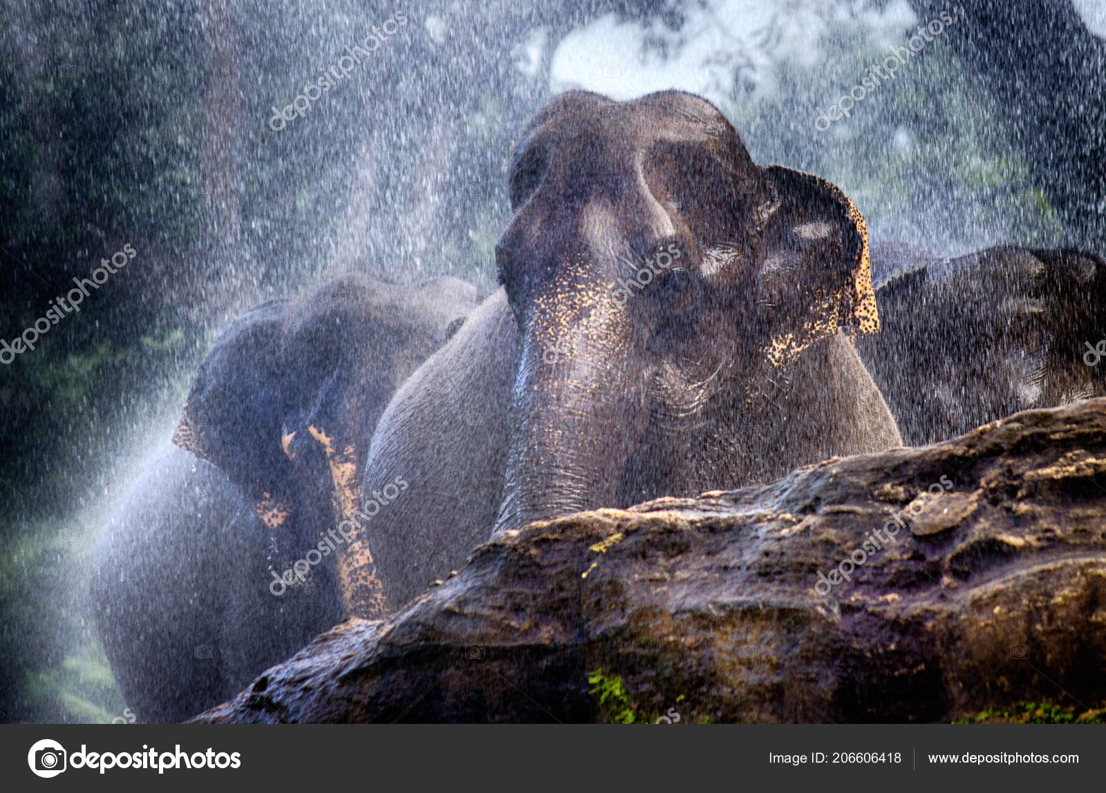 Wet Elephant Rain Stock Photo by ©gurinaleksandr 206606418