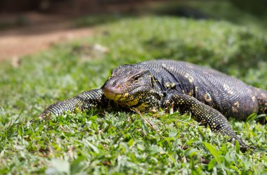 Çimlerin üzerinde kertenkele