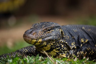 Çimlerin üzerinde kertenkele