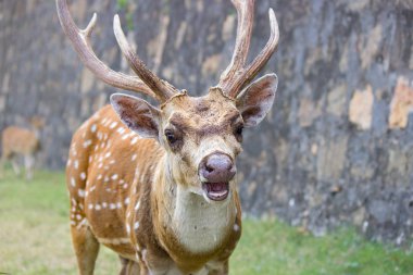 Benekli geyik closeup açık havada