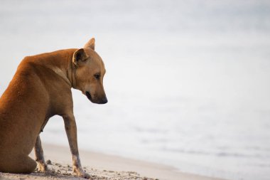 Benekli geyik closeup açık havada