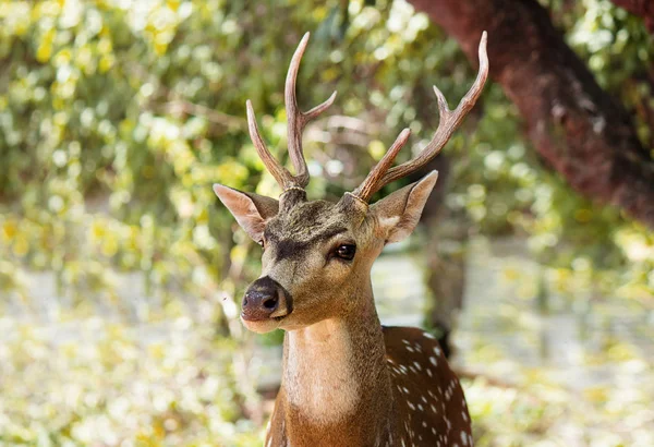 Spotted Deer Wygląda Lesie — Zdjęcie stockowe