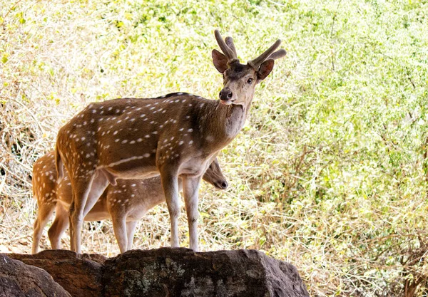 Spotted Deer Wygląda Lesie — Zdjęcie stockowe