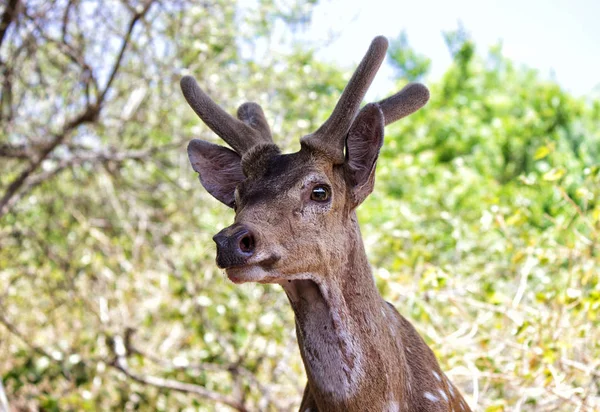 Spotted Deer Zbliżenie Zewnątrz — Zdjęcie stockowe