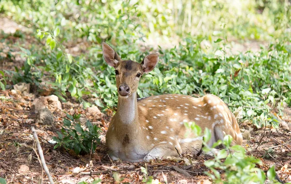 Spotted Deer Wygląda Lesie — Zdjęcie stockowe