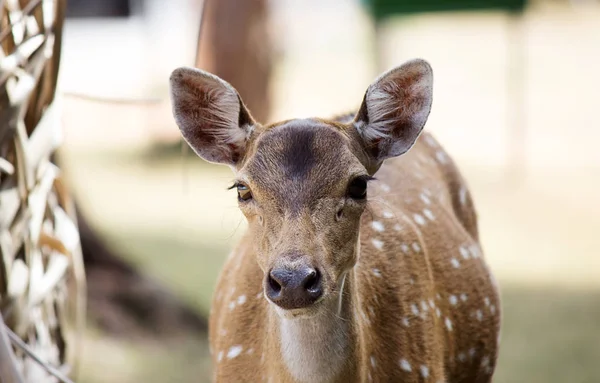 Spotted Deer Zbliżenie Zewnątrz — Zdjęcie stockowe