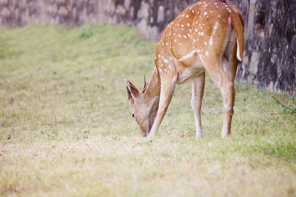 Spotted Deer Zbliżenie Zewnątrz — Zdjęcie stockowe