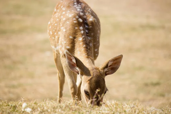 Spotted Deer Zbliżenie Zewnątrz — Zdjęcie stockowe