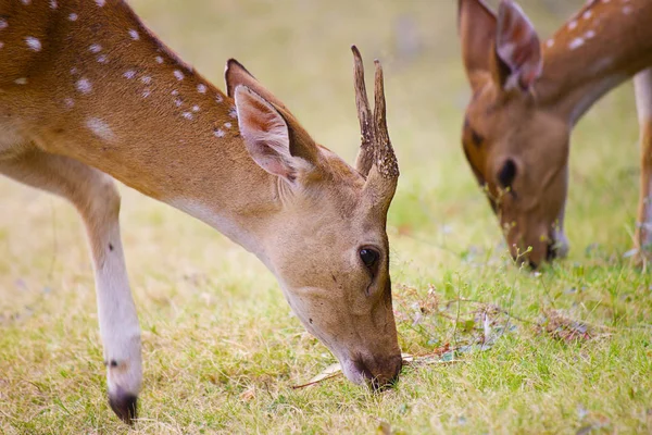 Spotted Deer Zbliżenie Zewnątrz — Zdjęcie stockowe