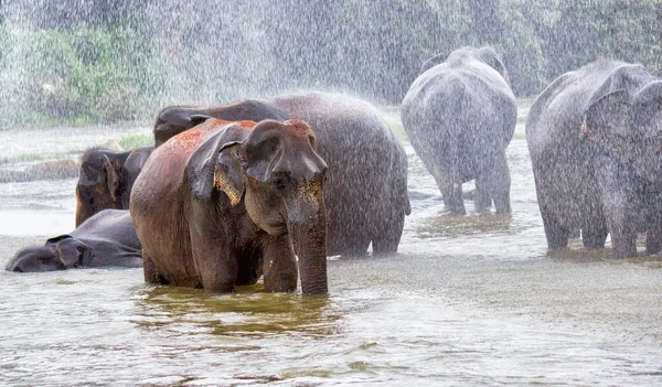 Manada Elefantes Lluvia Bañarse Río — Foto de Stock