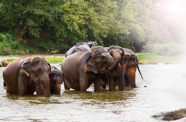 Manada Elefantes Rio — Fotografia de Stock
