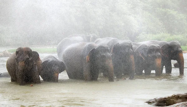 Elefanti Sotto Pioggia Bagnarsi Nel Fiume — Foto Stock