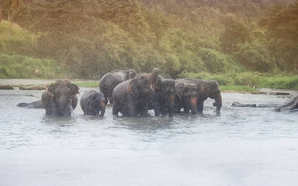 Mandria Elefanti Sotto Pioggia Bagnarsi Nel Fiume — Foto Stock