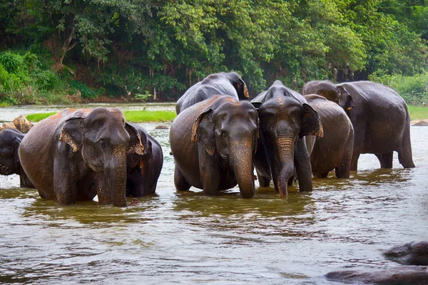 Manada Elefantes Río — Foto de Stock