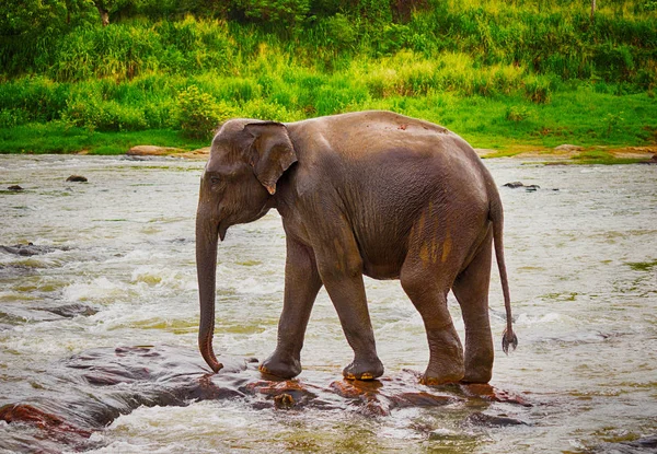 Elefante Está Caminando Largo Del Río — Foto de Stock