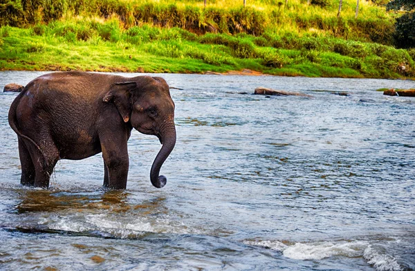 Elefante Está Caminando Largo Del Río — Foto de Stock