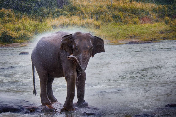 Elefante Sotto Pioggia Bagnarsi Nel Fiume — Foto Stock