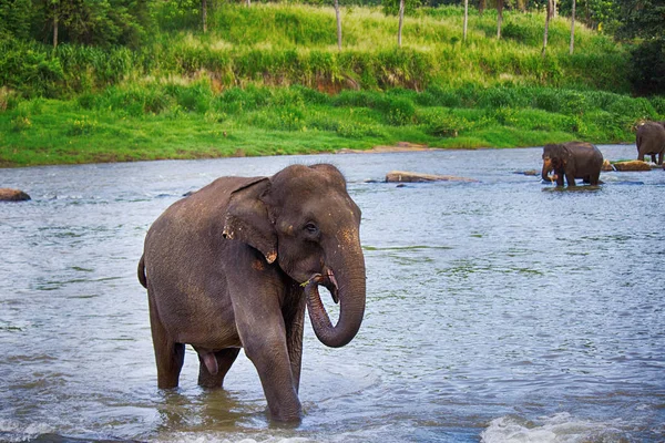 Слон Идет Вдоль Реки — стоковое фото