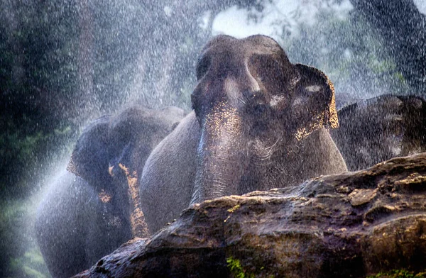 Elefante Bagnato Sotto Pioggia — Foto Stock