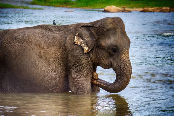 Elefante Río — Foto de Stock