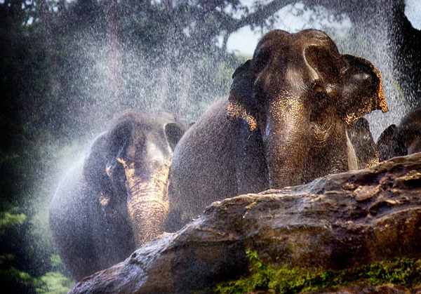 Elefante Bagnato Sotto Pioggia — Foto Stock