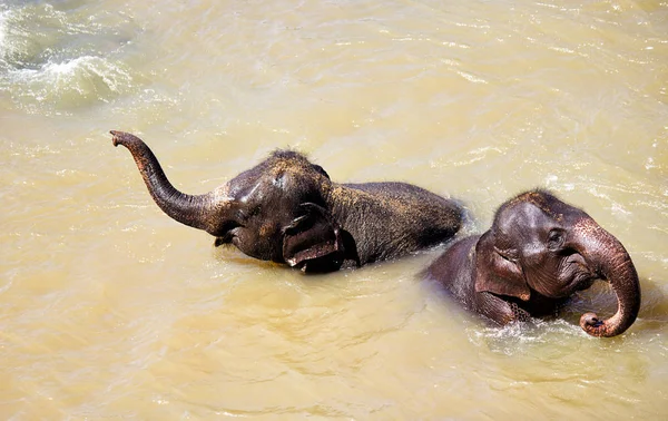 Små Elefanter Badar Floden — Stockfoto