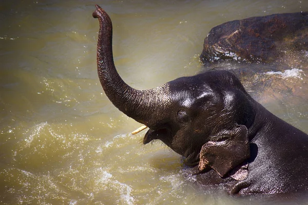 Elefante Bucea Nada Agua — Foto de Stock