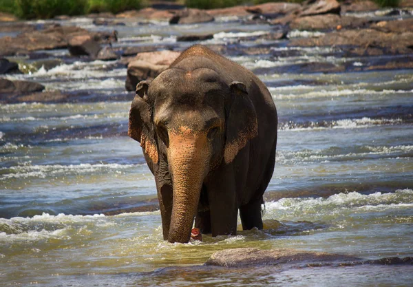 Elefante Asiático Encuentra Agua — Foto de Stock