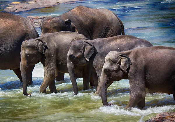 Gregge Elefanti Che Passeggiano Lungo Fiume — Foto Stock