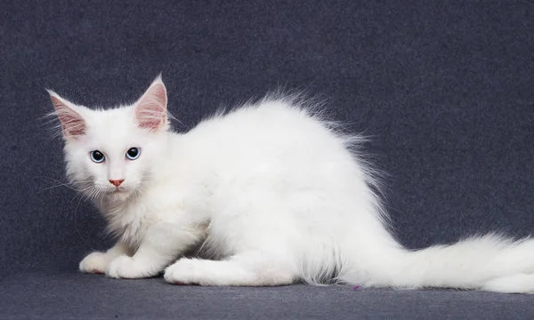 Vit Kattunge Maine Coon Grå Bakgrund — Stockfoto