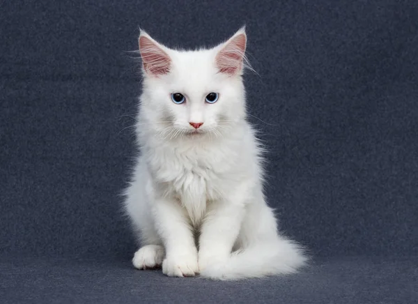Witte Kitten Maine Coon Een Grijze Achtergrond — Stockfoto
