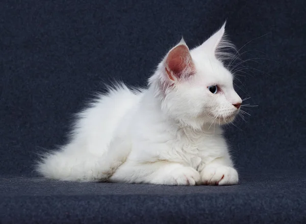 Biały Kociak Maine Coon Szarym Tle — Zdjęcie stockowe