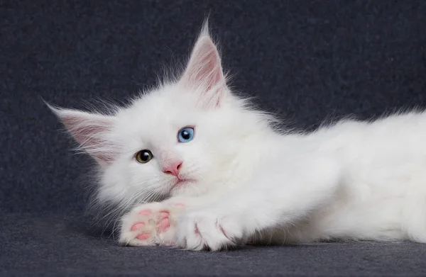 Cute White Kitten Maine Coon Gray Background — Stock Photo, Image