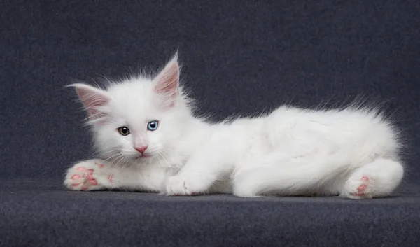 Niedliches Weißes Kätzchen Maine Coon Auf Grauem Hintergrund — Stockfoto