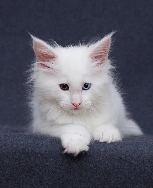 Cute White Kitten Maine Coon Gray Background — Stock Photo, Image