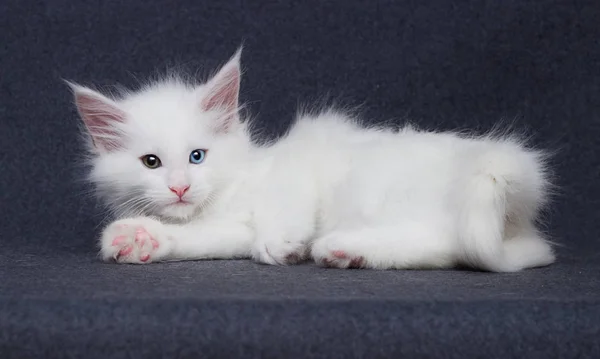 可爱的白色小猫缅因州浣熊灰色背景 — 图库照片