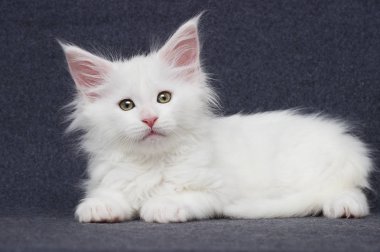 sevimli beyaz yavru kedi maine coon gri bir arka plan üzerinde