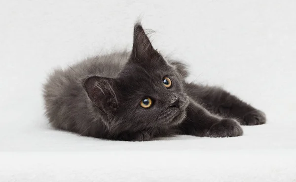 Graues Kätzchen Maine Coon Auf Weißem Hintergrund — Stockfoto