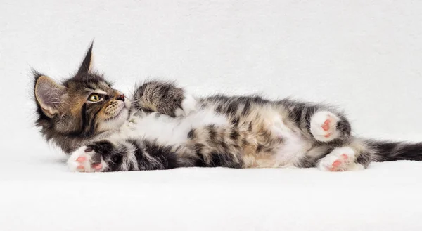 Lindo Tabby Gatito Maine Coon Sobre Fondo Blanco —  Fotos de Stock