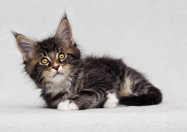 Şirin Tabby Yavru Kedi Maine Coon Beyaz Arka Plan Üzerinde — Stok fotoğraf