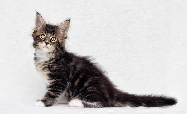 Şirin Tabby Yavru Kedi Maine Coon Beyaz Arka Plan Üzerinde — Stok fotoğraf