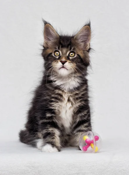 Niedliches Gestromtes Kätzchen Maine Coon Auf Weißem Hintergrund — Stockfoto