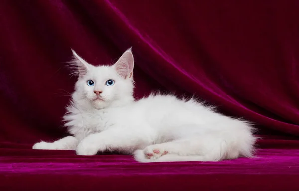 Weiße Katze Auf Samtigem Hintergrund — Stockfoto