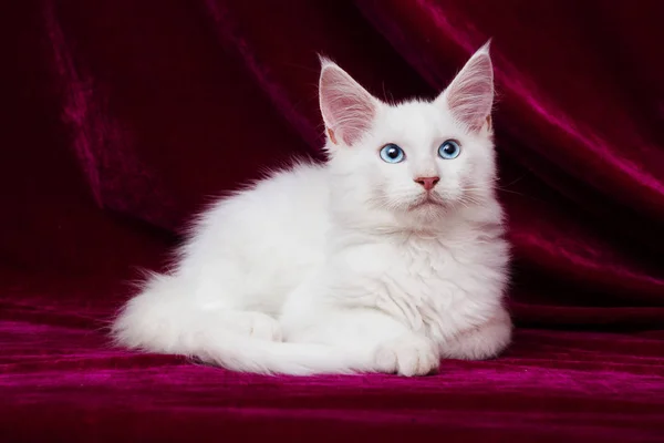Kadife Arka Plan Üzerinde Beyaz Kedi — Stok fotoğraf