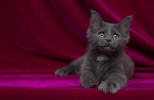 Katze Maine Coon Auf Einem Samtenen Hintergrund — Stockfoto