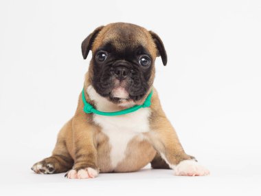 Beyaz arka planda Fransız bulldog köpeği.