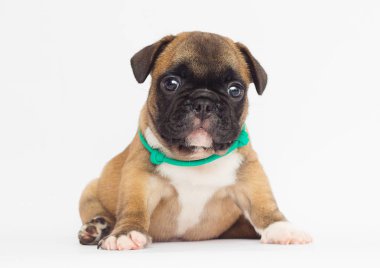 Beyaz arka planda Fransız bulldog köpeği.