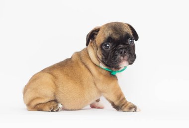 Beyaz arka planda Fransız bulldog köpeği.