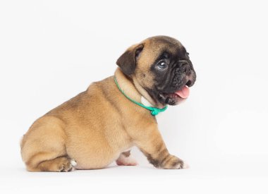 Beyaz arka planda Fransız bulldog köpeği.